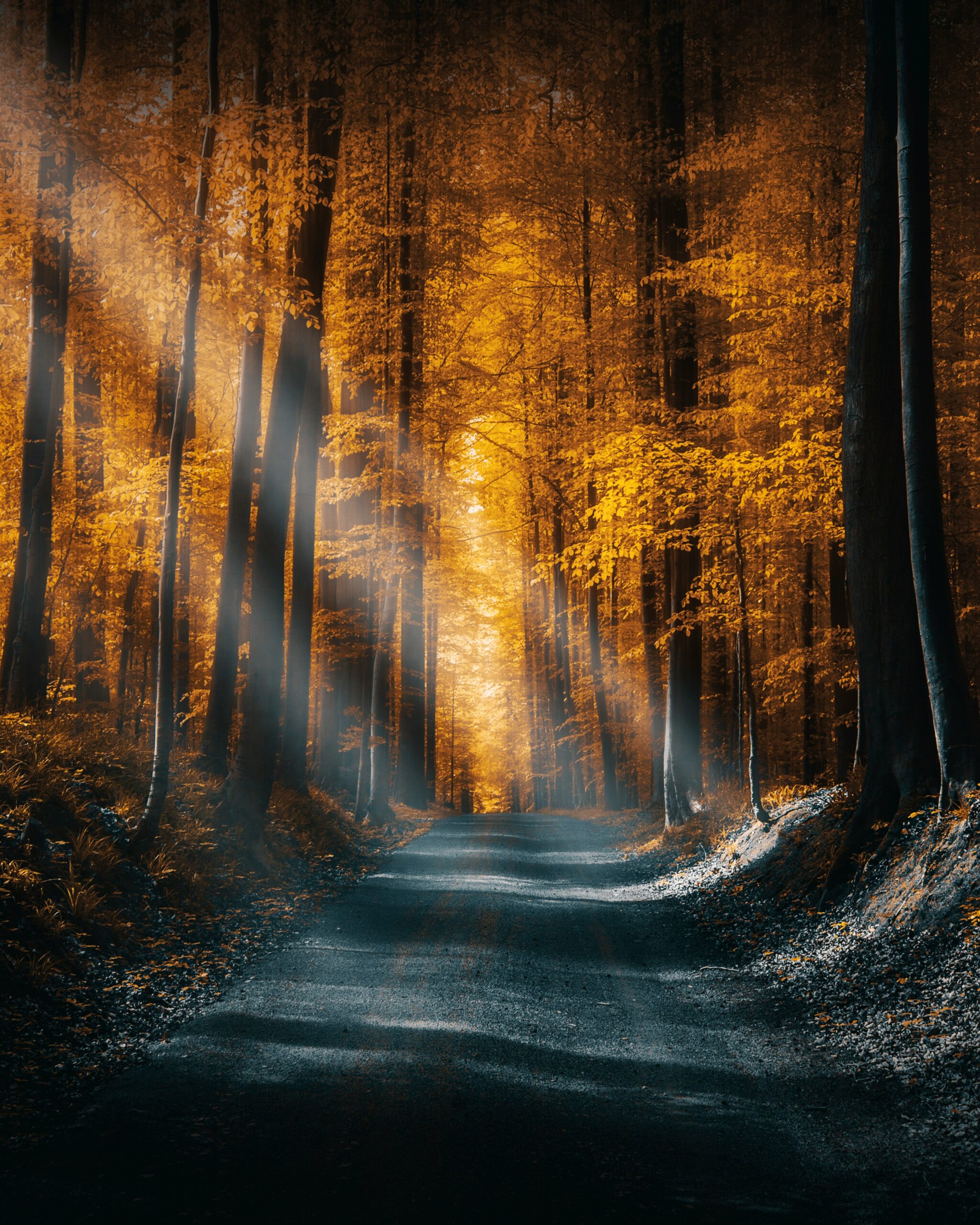 lighting crosses the trees