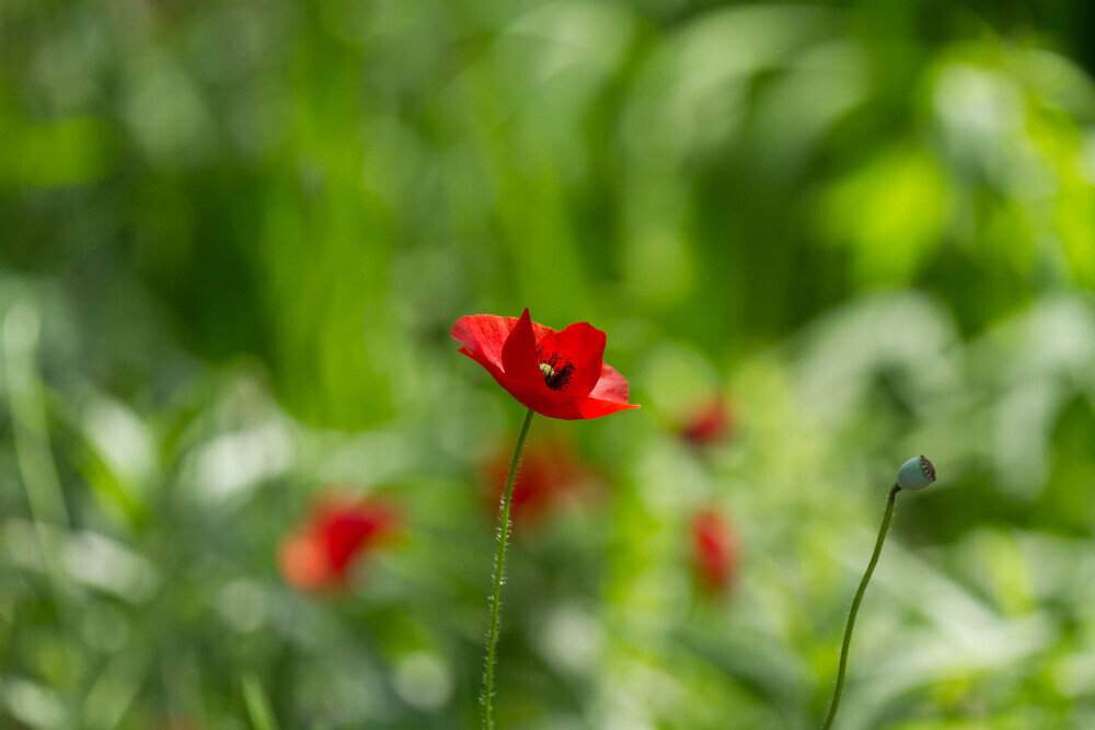 Red poppy in full bloom with a blurred green background and a closed bud nearby.